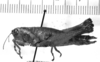 CollectionObject 1523927; 04babf88-2a85-452f-9018-53982cddcfa7: female (holotype). (CollectionObject).