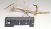 CollectionObject 1557854; NHMUK(SF IMPORT DUPLICATE) 844926, 4b6d9ebd-7239-463f-b7aa-0c734b937214: copyright Natural History Museum, London. female juv., lateral view of synonym Cladomorphus dilatipes (holotype). (CollectionObject).
