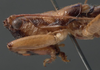 CollectionObject 1587098; 0524333d-06c4-4826-a71f-108035a4126c: male pronotum, lateral view (possible type). (CollectionObject).