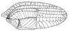 Tympanophyllum (Tympanophyllum) atroterminatum (Brunner von Wattenwyl, 1895): Fig. 89. male right tegmen (52-55 mm). (Otu).