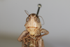 CollectionObject 1475708; 19fbc150-81d7-45ba-a036-b7db7fde2400: Male, #1, head, anterior view (syntype). (CollectionObject).