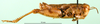 CollectionObject 1575479; 4b30d29b-eed1-4b5a-a90e-17556b6e89fa: male, lateral view (paratype). (CollectionObject).