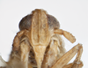 Head on Delphacodes scolochloa Cronin & Wilson, 2007: (Observation).