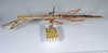 CollectionObject 1563193; 4875c8f2-963e-4785-8f77-5523fdd26fc6, ANSP(SF IMPORT DUPLICATE) 1191: copyright ANSP. female, lateral view (paratype). (CollectionObject).