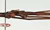 CollectionObject 1598208; QM T246825, 350e8788-2eba-44c5-89a1-27aaa31c73e3: copyright QM. male: wings, lateral view (holotype). (CollectionObject).