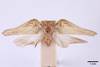 Habitus, dorsal view on Cyarda difformis Walker, 1858: (Observation).