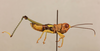 CollectionObject 1518908; 697c30f3-1ff0-4991-bda1-6a3ce0c07cf4, NHMUK015105059: male, lateral view (holotype of Ochlandriphaga xanthelytrana). (CollectionObject).