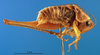 CollectionObject 1502054; 0b506c15-8c94-4623-9461-5d05e7f0b9fb: male, lateral view (paratype). (CollectionObject).