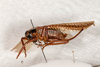 CollectionObject 1531237; cc43f315-e9ff-4f2e-98ee-d6d54d6eda3f: female, lateral view (holotype). (CollectionObject).