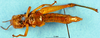 CollectionObject 1576349; c2c73727-91cf-4742-9796-27cab75ffeb1: female, ventral view (paratype). (CollectionObject).