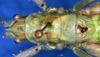 CollectionObject 1505291; 92ab8173-3bf8-4b34-b121-2aa2cc3eb2e0: male head and pronotum, dorsal view (holotype). (CollectionObject).