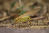 ovipositing female (from Croatia, Olib Isl.). Depicts Tettigonia viridissima (Linnaeus, 1758), an Otu.