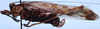 CollectionObject 1522639; 37ff88bf-1079-45cb-919a-1b9464ef1a8d: female, lateral view (holotype). (CollectionObject).