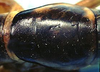 CollectionObject 1522440; 19263afe-eaa8-477f-9b75-ff7d65657058: male pronotum, dorsal view (holotype). (CollectionObject).