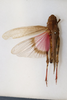 CollectionObject 1594420; 67e387da-828f-40f1-b07e-2bd409f9736a: female, dorsal view (paratype of Scintharista punjabi). (CollectionObject).