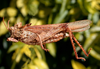 Spathalium liebermanni Ronderos, 1972: female. (Otu).