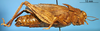 CollectionObject 1593035; 024526d7-5c7a-425c-8b1c-d614d1278e30: female, lateral view (syntype of Bryodema luctuosum lugens). (CollectionObject).