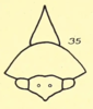 Head: !! display not done !! on Telamona ampelopsidis (Harris, 1841): (Observation).