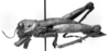 CollectionObject 1507367; 67c4dc41-733f-4c97-8b63-a41a83c47cf6: Image Carbonell, C.S. male, lateral view (allotype). (CollectionObject).