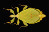 Phyllium jacobsoni Rehn & Rehn, 1934: copyright Montreal Insectarium. female, Indonesia, E-Java, Mt. Argopuro, ID R. Cumming. (Otu).
