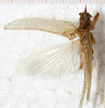 CollectionObject 1576523; 7aabb6e7-34c6-4109-bef6-08d4b2abd0c4: male, dorsal view. (CollectionObject).
