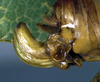 CollectionObject 1500557; 4d35b985-9256-4a01-a0d7-f52641f35113, DORSA BTgoegalHTF: ovipositor (holotype). (CollectionObject).