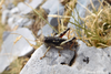 CollectionObject 1598748; d20e4882-4970-49a5-8b40-7fb8235e3c15: male. (CollectionObject).