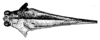 Stalitettix spinifrons (Stål, 1861): Fig. 160. male, head and pronotum, dorsal view (shoulder width 3 mm). (Otu).