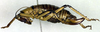 CollectionObject 1500339; 474ebcfc-33a3-410f-b1aa-2b6e9f439f63: female, lateral view (holotype). (CollectionObject).