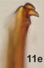 Aedeagus, lateral view on Bretega juxtaspiverpa Stiller, 2017: Aedeagus, lateral view. (Observation).