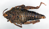 CollectionObject 1535531; 1ed528d2-3893-461f-99a4-c71ae9b1d677: female, dorsal view (holotype). (CollectionObject).