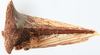 Habitus, dorsal view on Cebes areolatus (Goding, 1903) now Cebes transiens (Walker, 1851): (Observation).