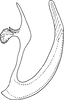 Aedeagus, lateral view: Aedeagus, lateral view. (Observation).