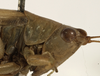 female head and pronotum, lateral view (holotype). Depicts CollectionObject 1529660; ee47e201-133c-44c6-93dd-9ca820f0bc73, a CollectionObject.