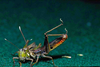 CollectionObject 1497841; 017740cf-c266-4ce1-a5e5-6fa1d6421f16: (CollectionObject).;CollectionObject 1497842; cee1df08-0b60-4a16-b5a9-46b4ca9e3b61: (CollectionObject).