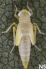 Live specimen: !! display not done !! on Alnetoidia (Alnetoidia) alneti (Dahlbom, 1850): Nymph (N5). (Observation).