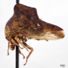 Habitus, lateral view: (Observation).