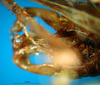CollectionObject 1500348; ecd96df7-66f9-4762-b239-bff3048446d6: male subgenital plate (syntype). (CollectionObject).