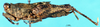 CollectionObject 1574684; 17a65818-d732-4882-a627-6382215dcde2: female, lateral view (syntype). (CollectionObject).