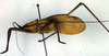 CollectionObject 1501983; 25ff719b-ef92-4180-bc68-dcb3c4536f5c: male, lateral view (lectotype of Mastighapha crassicornis). (CollectionObject).