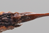 CollectionObject 2072894; e27b9cda-e7a8-45c9-aafd-1f15cc9b3ddd: Female, subgenital plate. (CollectionObject).