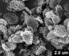 Brochosomes on Cuerna sayi Nielson, 1965: CR818 | U.S.A., Montana, Madison Co., Twin Bridges, R. Rakitov [#04-50], 19-V-2004 | INHS. (Observation).