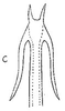 Aedeagus, ventral view: !! display not done !! on Cumora (Cumora) eurytus (Linnavuori, 1959): Aedeagus, ventral view. (Observation).