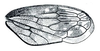 Forewing: !! display not done !! on Penthimia americana Fitch, 1851: Penthimia americana, forewing. (Observation).