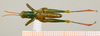 CollectionObject 1536066; e41e7803-4980-41ba-bf47-e528df22c58d: male habitus dorsal view (holotype). (CollectionObject).