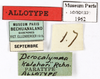CollectionObject 1587373; MNHN(SF IMPORT DUPLICATE) MNHN-EP-EP1962, a69f399f-07c6-48a6-afa4-0ee3d29d5c41: CC BY-NC-ND 4.0/MNHN - Depraetere Marion - 2014. Paratype, male, of kalahari Rehn, 1933. Specimen number: MNHN-EP-EP1962. http://coldb.mnhn.fr/catalognumber/mnhn/ep/ep1962. (CollectionObject).