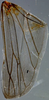 Hind wing on Discolopeus thigmacaenus (Stiller, 2019) now Discolopeus thigmacaenus Stiller, 2019: Hind wing. (Observation).