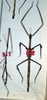 CollectionObject 1561774; aaeb378d-c1e3-4679-8404-e921a2530f55: copyright NMW, Vienna. female (holotype), male (paratype). (CollectionObject).