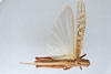 CollectionObject 2856583; 3d5dd3f6-48a7-44e0-b7fa-ec9ba79a2d2a, CNCI 981425: Schistocerca americana. Dorsal view. (CollectionObject).