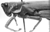 CollectionObject 1521482; 3140fed4-13db-4c3b-a453-70397598be96: Image Carbonell, C.S. male head and pronotum, lateral view (holotype). (CollectionObject).